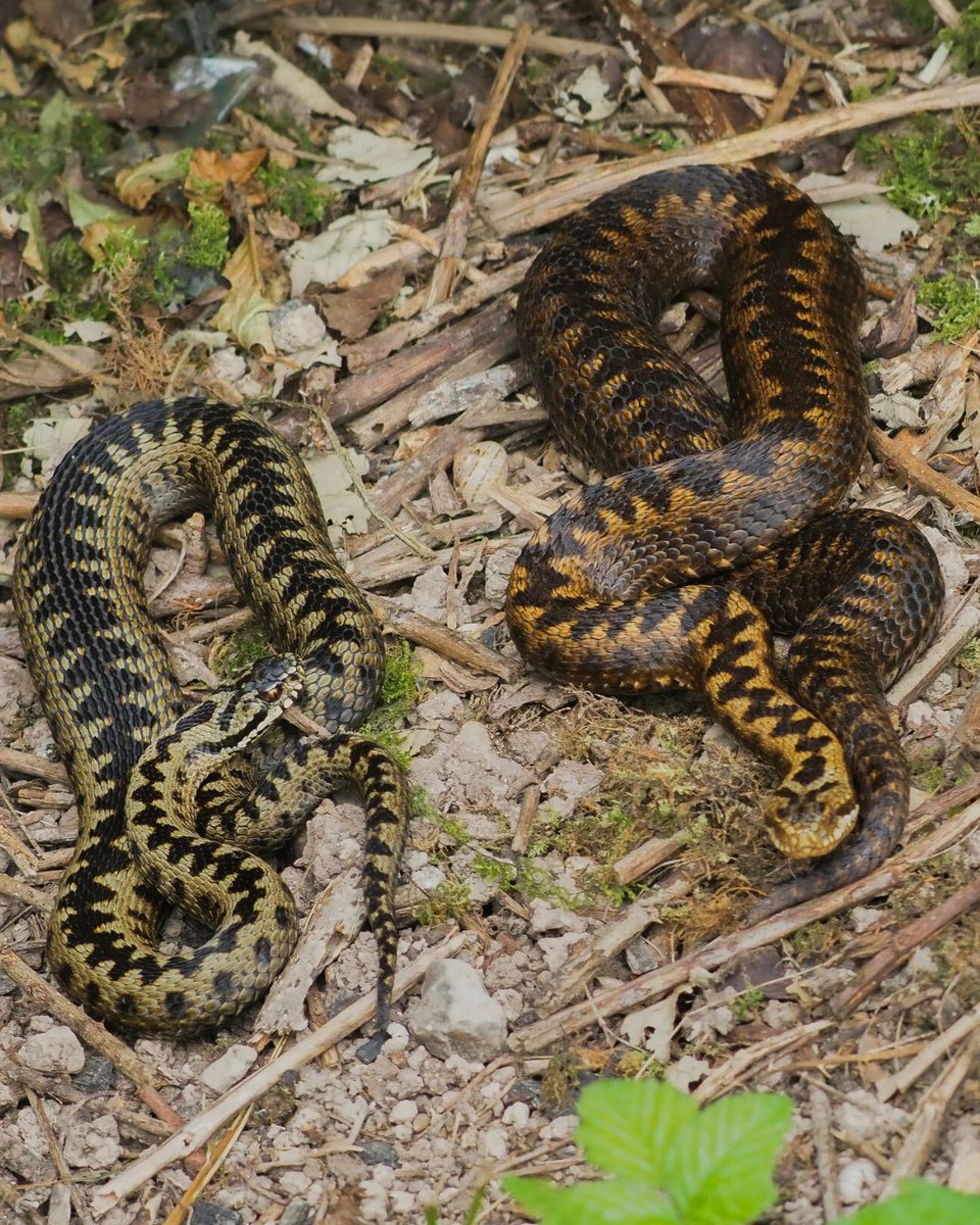 South Downs National Park tweet media