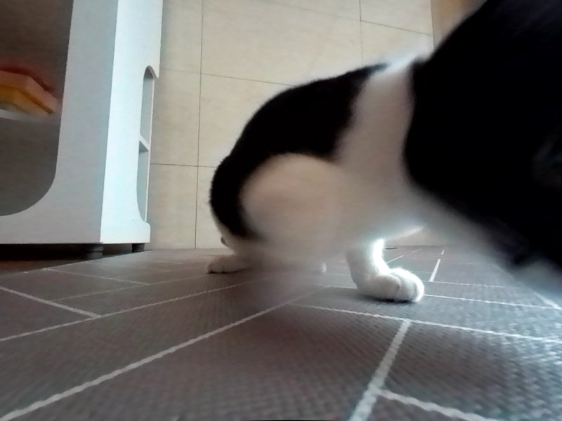 주먹 너무 빨라서 안찍힘