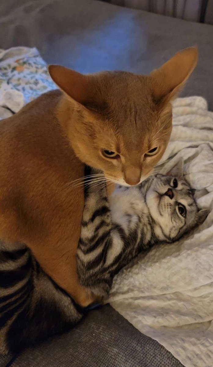 ShouldHaveCat's tweet image. 