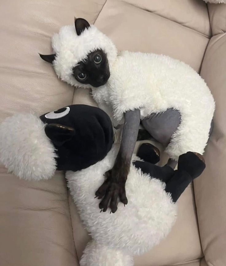 PostsOfCats's tweet image. 