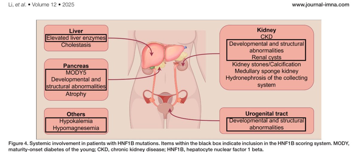 🧬 HNF1B Mutation: More Than Just Kidney Disease! 🫘🩺

From renal cysts &amp; CKD to MODY, liver issues, &amp; electrolyte imbalances, it’s a systemic puzzle 🧩

🔬Explore key findings &amp; biomarkers in ADTKD-HNF1B here

#Nephrology #HNF1B #Genetics #Kidney

🔗doi.org/10.1097/IMNA-D… 🆓