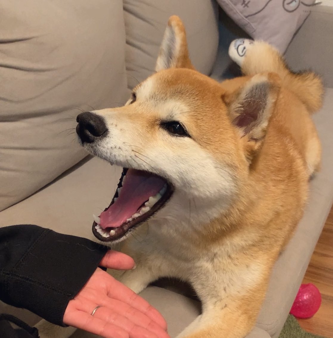 shiba_tukune's tweet photo. 不正解連発だけどおやつほしいぬ

#柴犬
#柴犬つくね https://t.co/VIJtXL8xnf