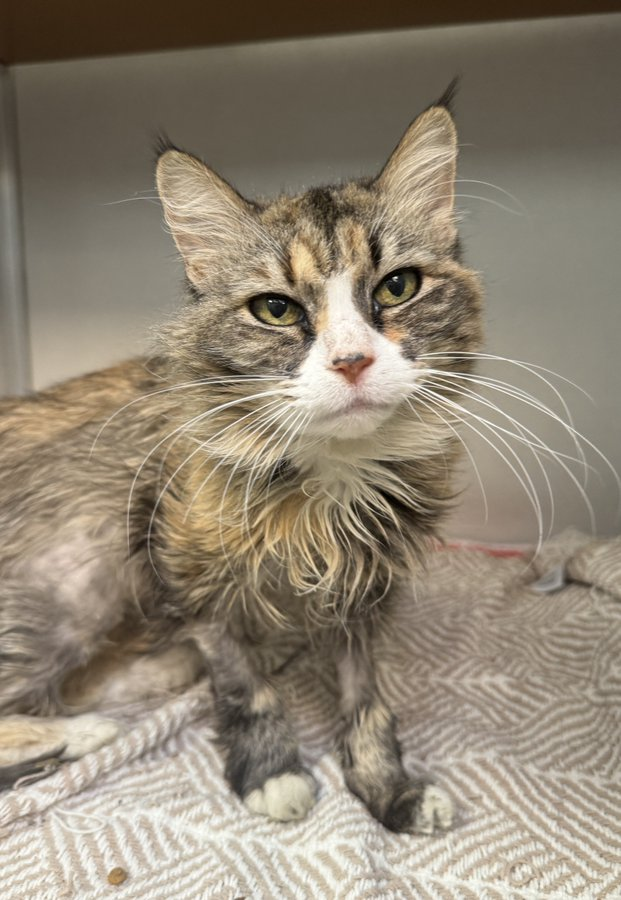 It would be hard to pass oldie "Nilla" by
and to help her find a home we must try!
Senior lovers if you live in #PA 
could this be her adoption day? 
If you want to give this girl the best &amp; more
take away through the shelter door! 😊👏😺👍💞
Pennsylvania SPCA <a href="/PSPCA/">Pennsylvania SPCA</a>