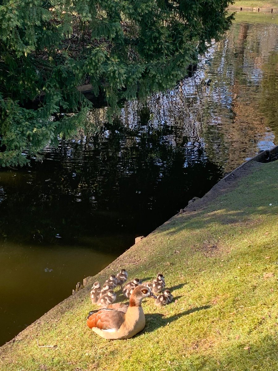 Lente in Park Merwestein! 🐣🐥

De foto's zijn inmiddels al een weekje oud, maar wat een heerlijk plaatje..!