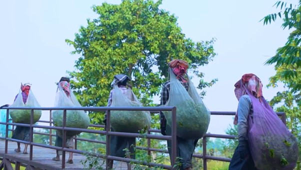 Tea cultivation in Nepal drives growth but faces poor working conditions, low productivity, and weak #LabourRights, with women especially at risk.

This <a href="/ILO_Nepal/">ILO Nepal</a> report highlights promoting #DecentWork in a vital sector for Nepal’s economy.

Learn more 👉tinyurl.com/ubs8chdy