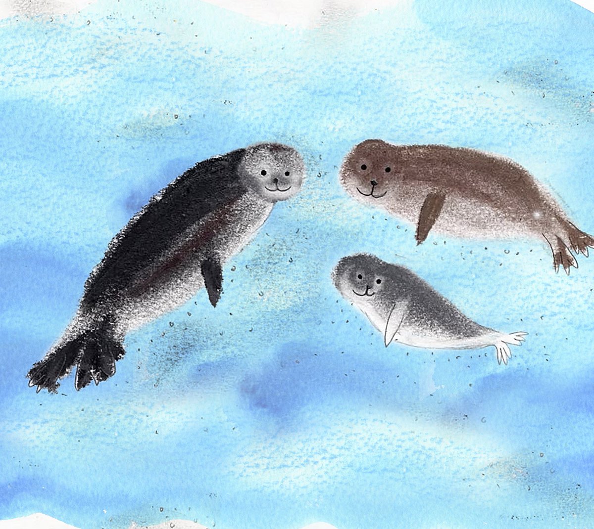 This weeks Norfolk wildlife A-Z, C for common seal. 
#dailydrawing #seals #drawing #art #illustration #ArtistOnTwitter #ArtistOnX #thedailysketch