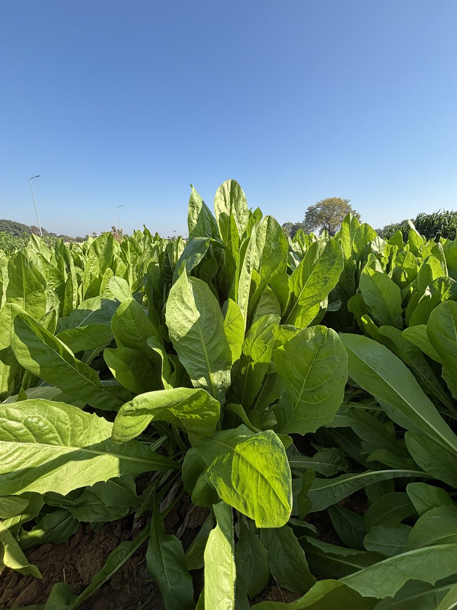 Vijay K Yadav (@drvijay777) on Twitter photo Chicory (Chichorium intybus) is a common weed in berseem but plant is now used for fodder besides as flavouring agent coffee. As a multicut nutritious fodder chicory cultivation becoming popular western part of the country <a href="/IcarIgfri/">ICAR - IGFRI, Jhansi</a> <a href="/IgfriS/">ICAR-IGFRI Srinagar Station</a> <a href="/icarindia/">Indian Council of Agricultural Research.</a> <a href="/PastureForLife/">Pasture For Life</a> <a href="/forage/">Forage.com</a> Chicory (Chichorium intybus) is a common weed in berseem but plant is now used for fodder besides as flavouring agent coffee. As a multicut nutritious fodder chicory cultivation becoming popular western part of the country <a href="/IcarIgfri/">ICAR - IGFRI, Jhansi</a> <a href="/IgfriS/">ICAR-IGFRI Srinagar Station</a> <a href="/icarindia/">Indian Council of Agricultural Research.</a> <a href="/PastureForLife/">Pasture For Life</a> <a href="/forage/">Forage.com</a>