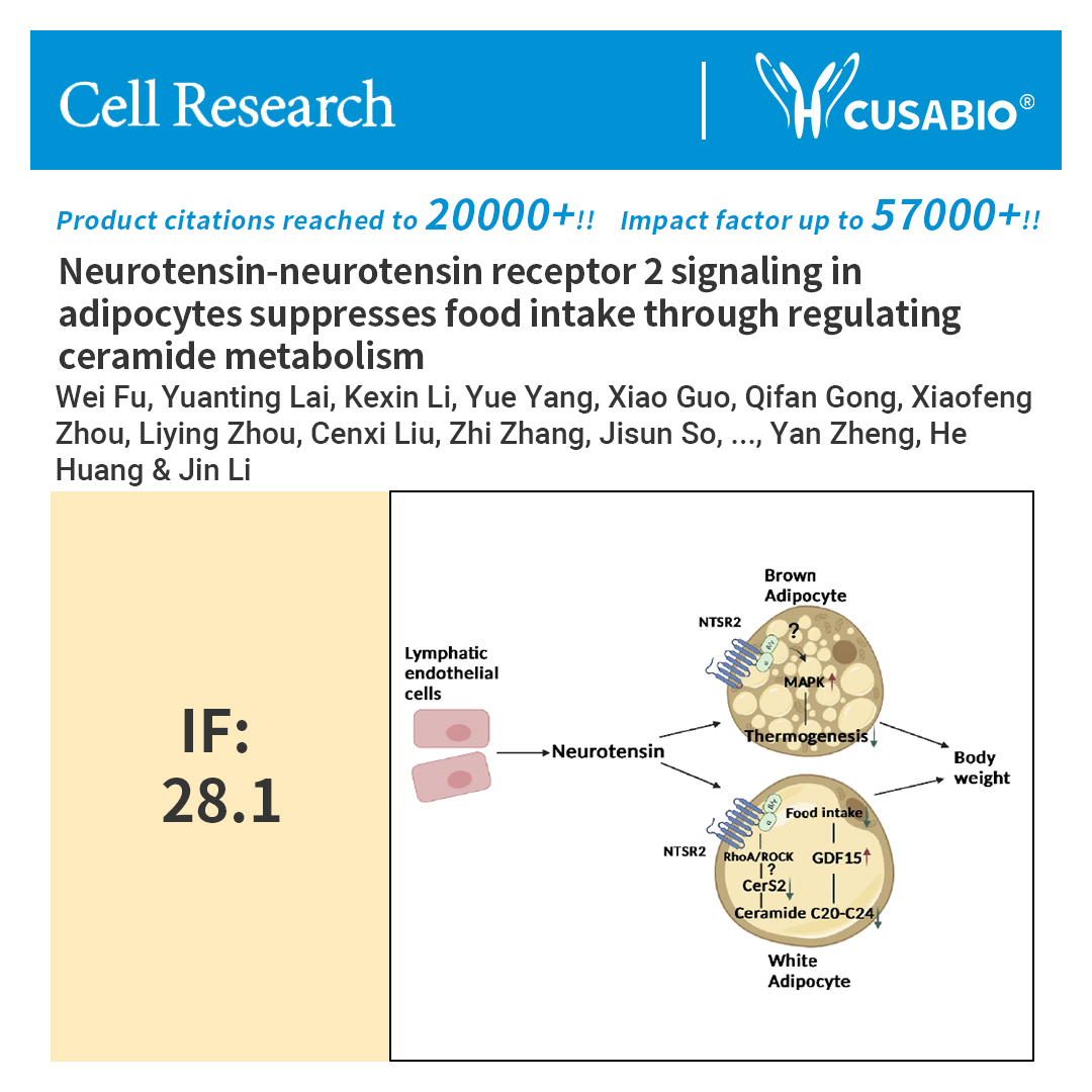 cusabio_mt's tweet image. A recent study reveals how Neurotensin (NTS) regulates food intake by controlling lipid metabolism in white adipocytes. Depleting NTSR2 in adipocytes increased food intake, while NTS treatment suppressed it. The mechanism involves ceramide synthetase 2, which increases ceramides…