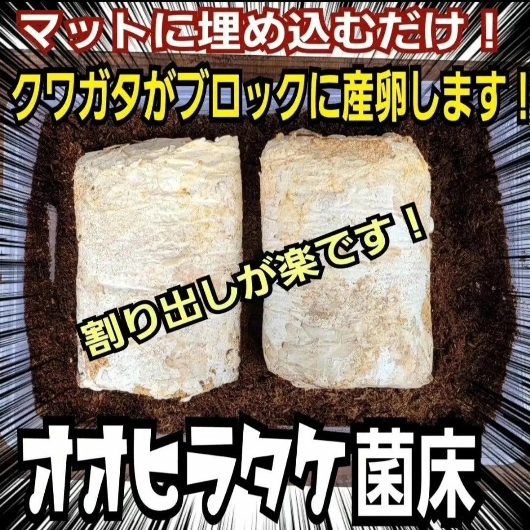 最強のカブトムシ☆クワガタマット作ってます 最強のカブトムシ☆クワガタマット作ってます