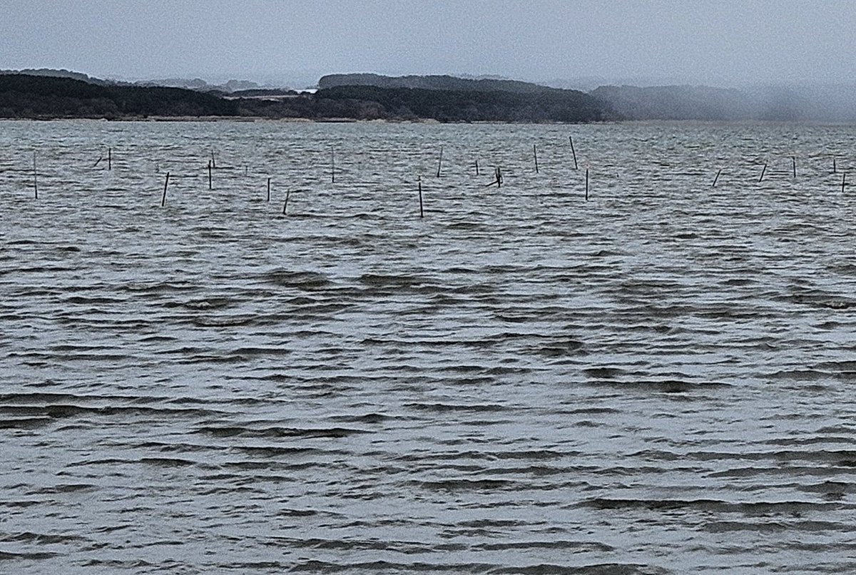 なるせほたる. tweet media