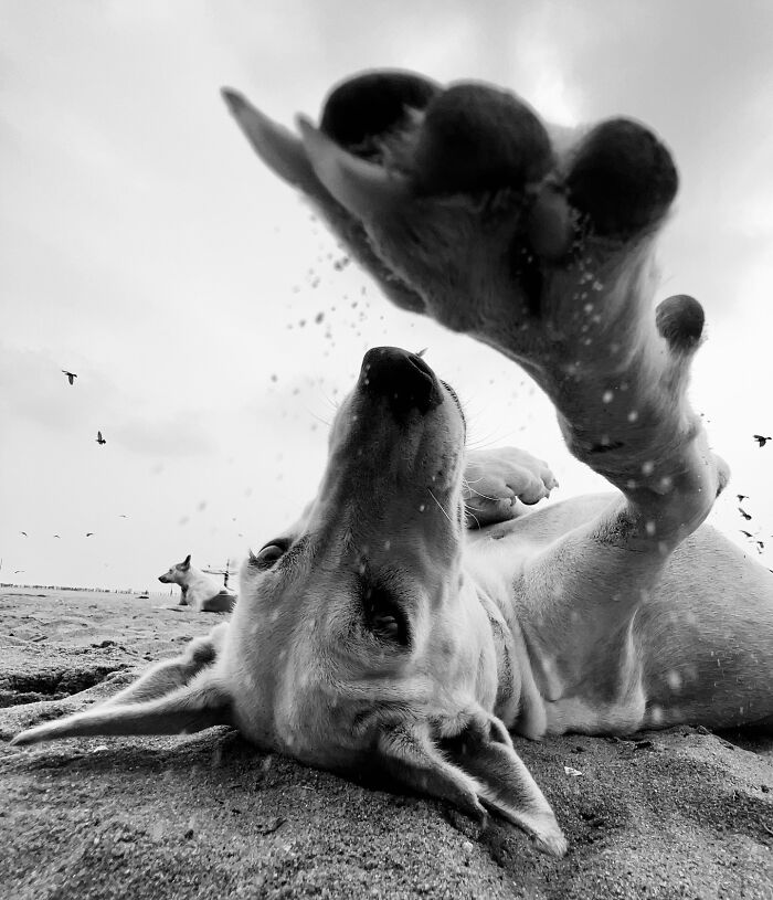 boredpanda's tweet photo. Perfectly captured moments that melt our hearts ⭐

📸 by Dimpy Bhalotia https://t.co/KRlK8OPstz