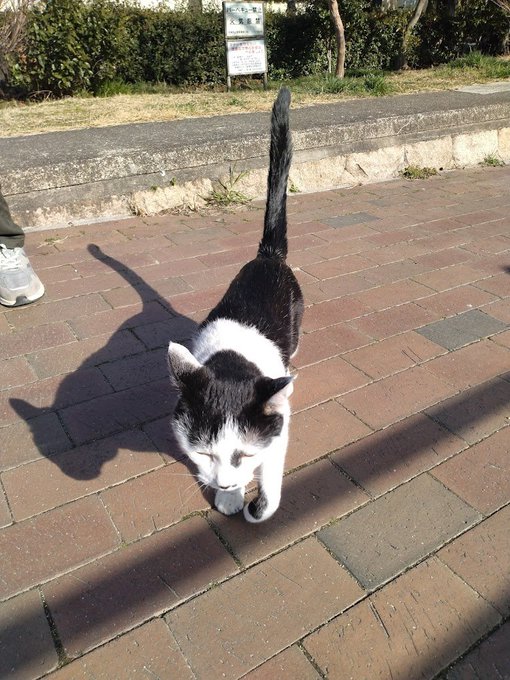 夕休憩🌆🍵
さっき外出した時に人懐っこいにゃんにゃんに遭遇🐈🐾ヽ('ー`)ノ
カメラスタンバイしている内にこちらに寄ってきてパシャリアピールをば📷⭐🐱
ついでにナデナデもさせてもらいやした😆✋🐈⬛