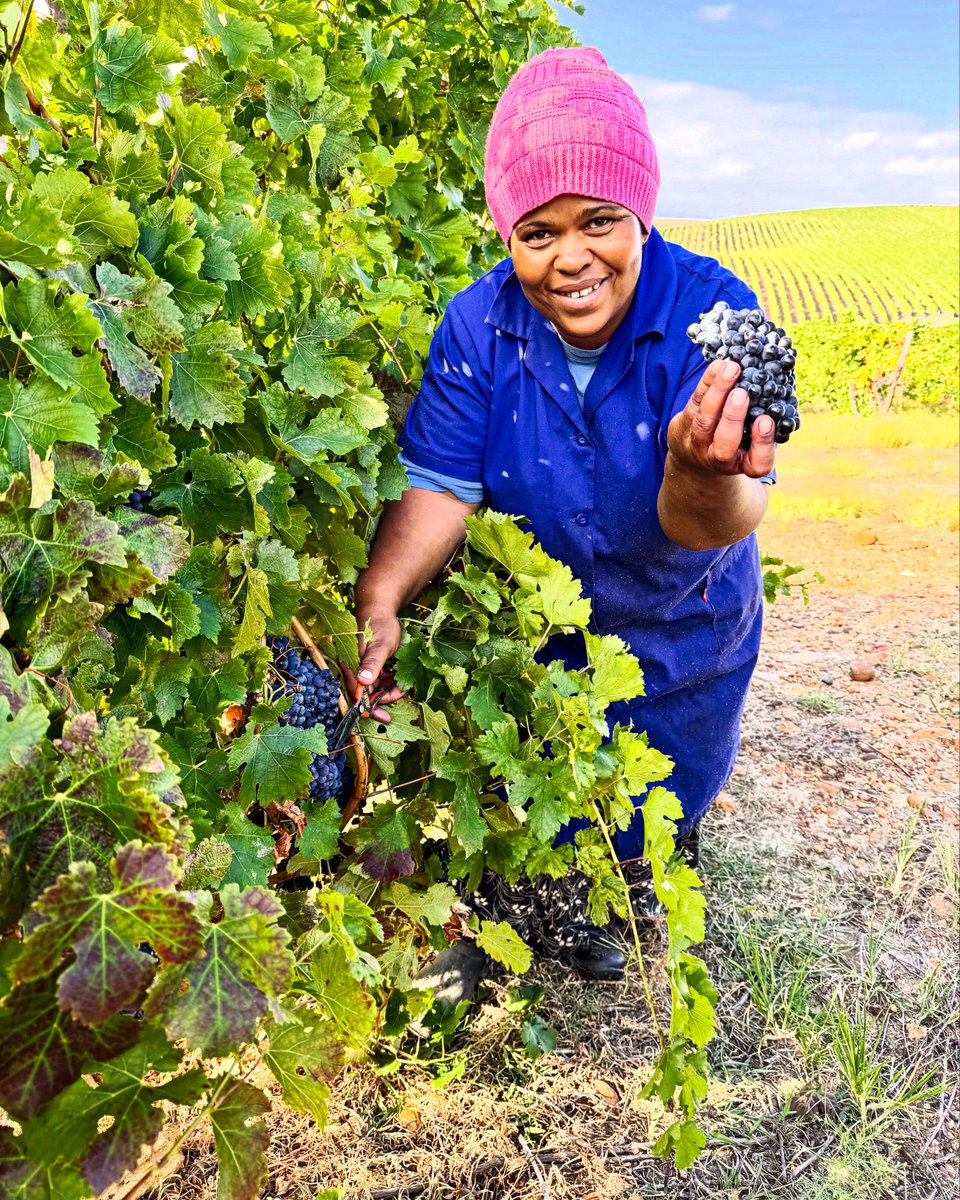 Harvesting is in full swing on the farm and the cellar is a hive of activity 🍇

#rakawine #visitstanford #winelovers #coolclimatewines #SAwine #kleinriver #Overberg #SAWineHarvestSeason2025 #SAWineHarvest #WineHarvest2025 #harvest2025