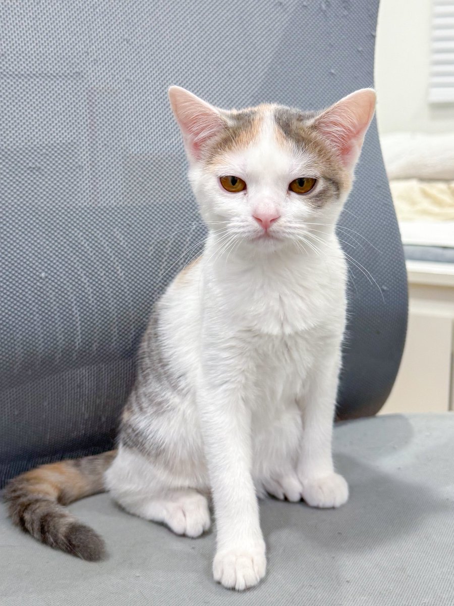 แมวที่เบี่ยยายที่สุด =