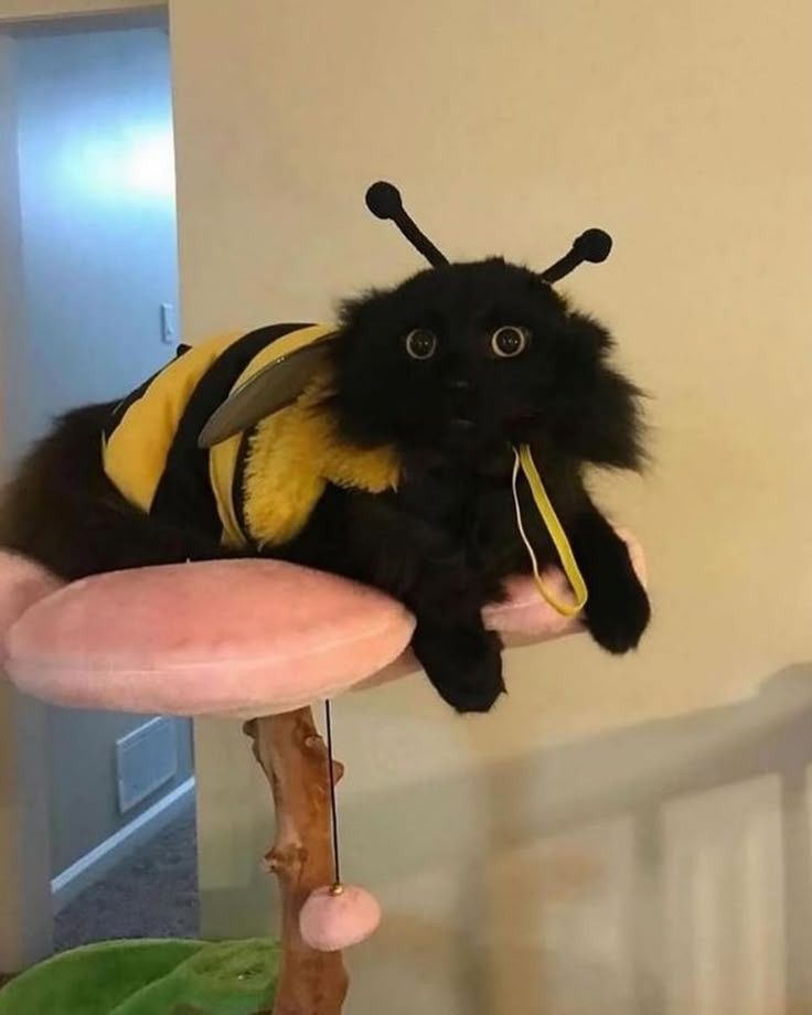 ShouldHaveCat's tweet image. 