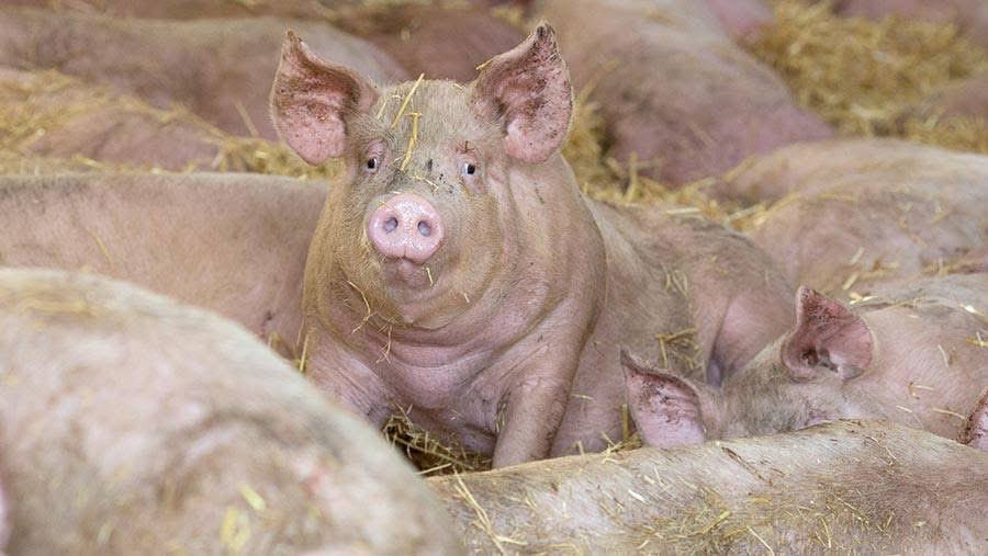 Beyond quantity, water quality is just as important. Contaminated water harms digestion and immunity, reducing productivity. Farmers should provide constant access to clean water through well-maintained drinkers, with regular monitoring to prevent shortages.