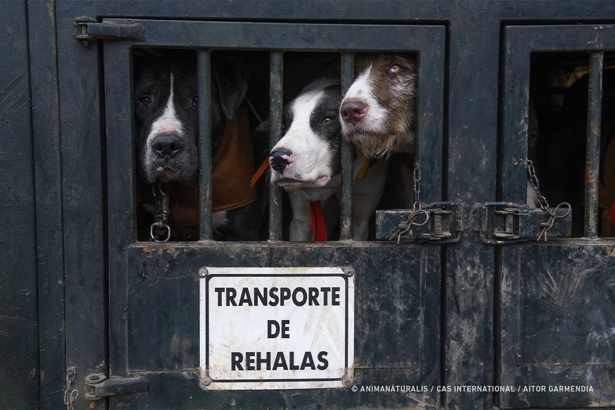🇪🇺❗️🐕 Europa al borde de excluir a los perros de caza de la normativa de protección animal.

Cada año, más de 50.000 perros utilizados para cazar son abandonados, mutilados o asesinados en España tras ser considerados «inútiles» para la caza.

🏛 Mientras el Parlamento Europeo