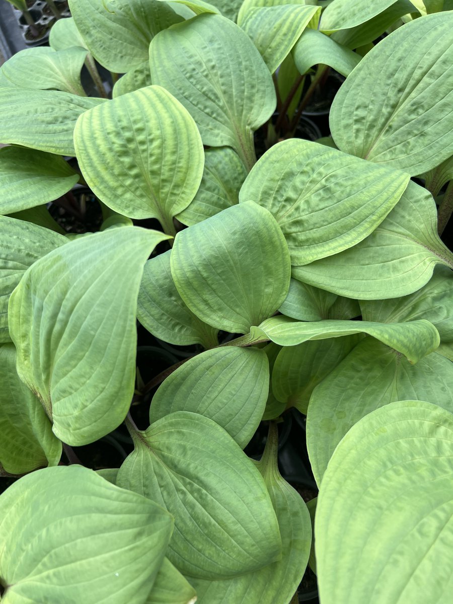 Sienna Hosta tweet media