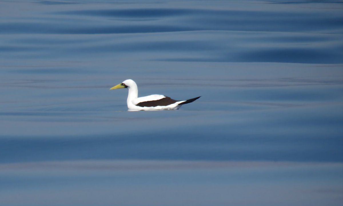 Mascarell enmascarat (Sula dactylatra). Com els altres mascarells és un gran bussejador. A la sortida pelàgica al Tour de <a href="/BCNbirding/">Barcelona Birding Point</a> a #Oman aquest passat gener, en vam poder veure un grupet. Si també vols veure'l, entra a barcelonabirdingpoint.com/ca/tour-por-pa…
#birding #birds #ocells
