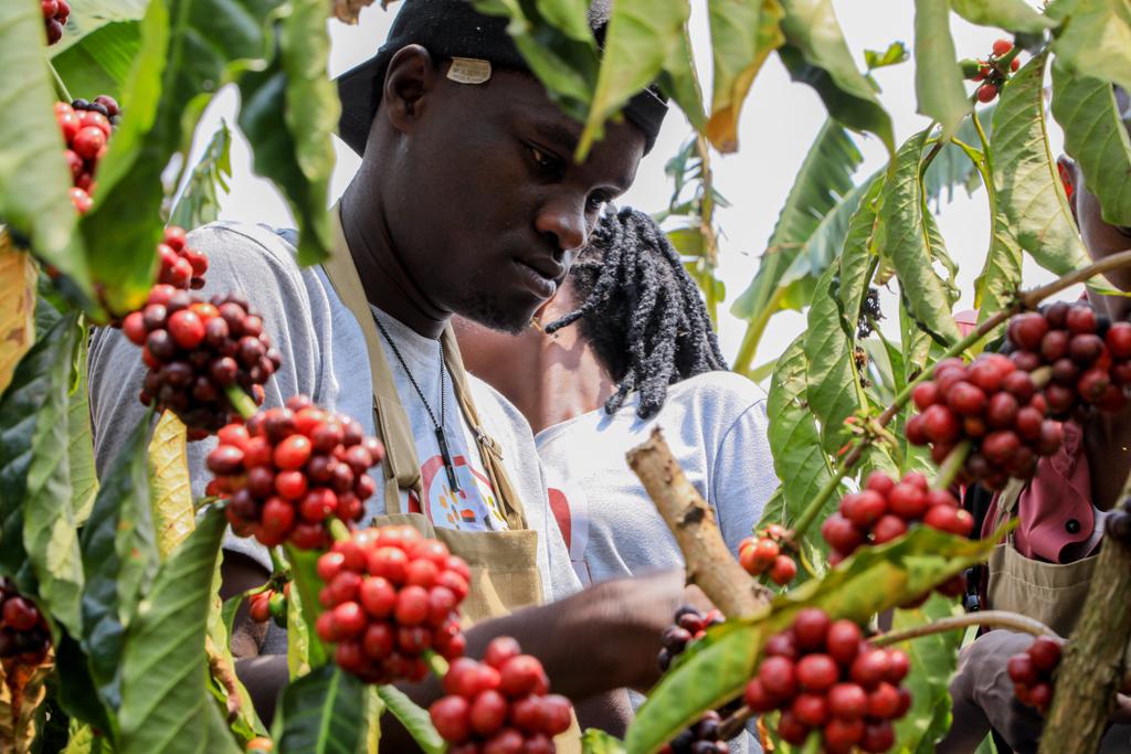 Barista House Uganda (@baristahouseug) on Twitter photo Its all about coffee , God has answered our prayers and giving us some rains its a blessing.
Coffee farm tours
<a href="/_AfricaCoffee/">Africa Coffee News Network</a> <a href="/acpcu_ltd/">Ankole Coffee</a> <a href="/agribdcu/">Agribusiness Development Centre</a> <a href="/Baristahouseug/">Barista House Uganda</a> <a href="/UCRA256/">Uganda Coffee Roasters Association</a> <a href="/CoffeeUganda/">MAAIF_Coffee Production & Development Dept</a> Its all about coffee , God has answered our prayers and giving us some rains its a blessing.
Coffee farm tours
<a href="/_AfricaCoffee/">Africa Coffee News Network</a> <a href="/acpcu_ltd/">Ankole Coffee</a> <a href="/agribdcu/">Agribusiness Development Centre</a> <a href="/Baristahouseug/">Barista House Uganda</a> <a href="/UCRA256/">Uganda Coffee Roasters Association</a> <a href="/CoffeeUganda/">MAAIF_Coffee Production & Development Dept</a>