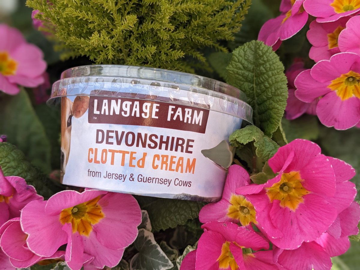 You cannot make Devon's BEST Clotted Cream without the BEST milk!
Made in small batches on our farm in the traditional way
Langage Farm's multi award-winning, REAL Clotted Cream - available from supermarkets, farm shops &amp; online 
#CreamFirst #LOVELangage