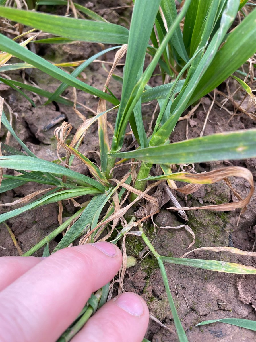 David Griffiths tweet media