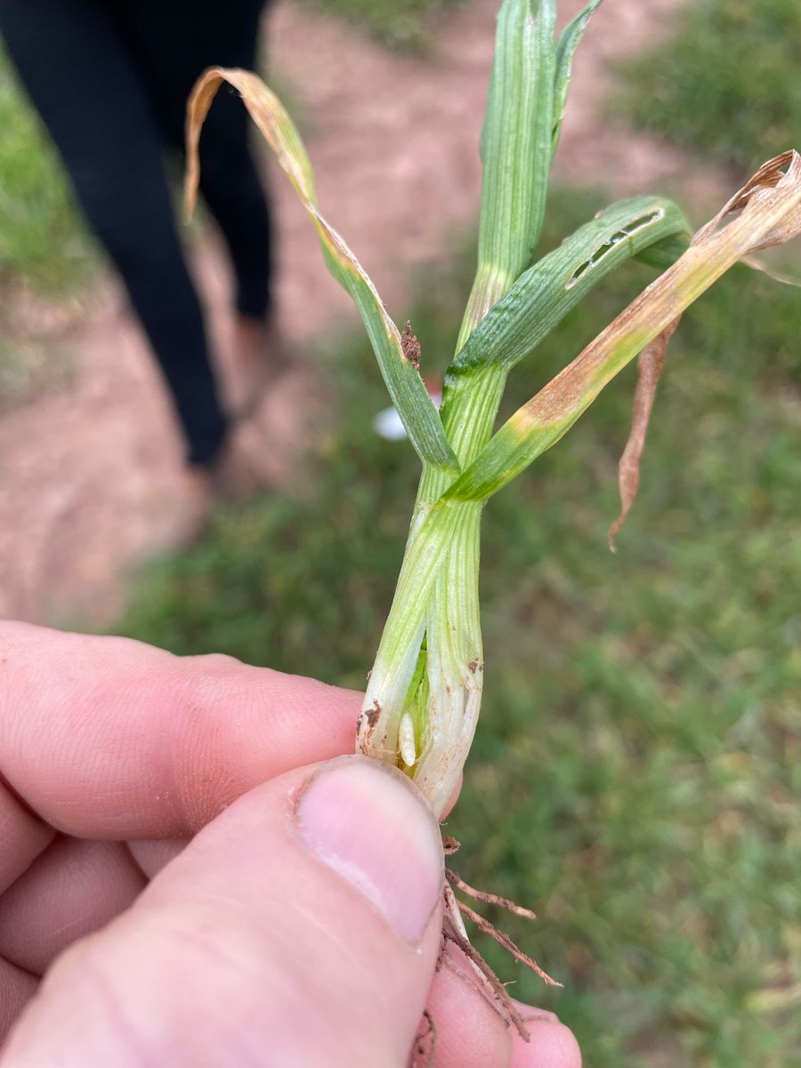 David Griffiths tweet media