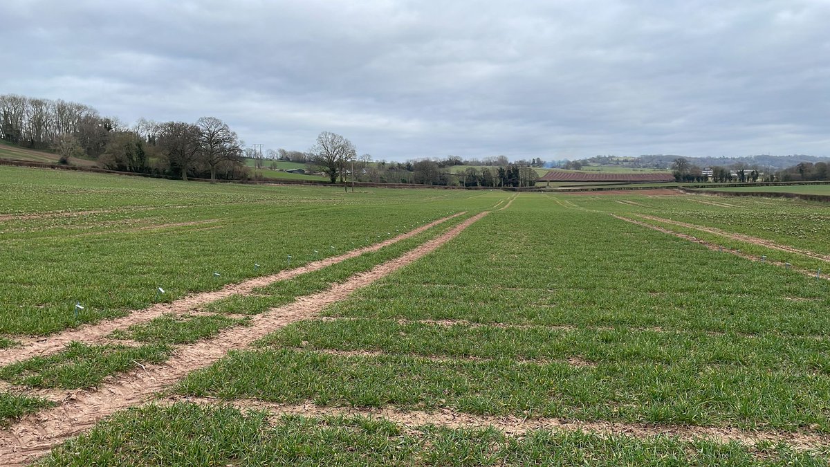 David Griffiths tweet media