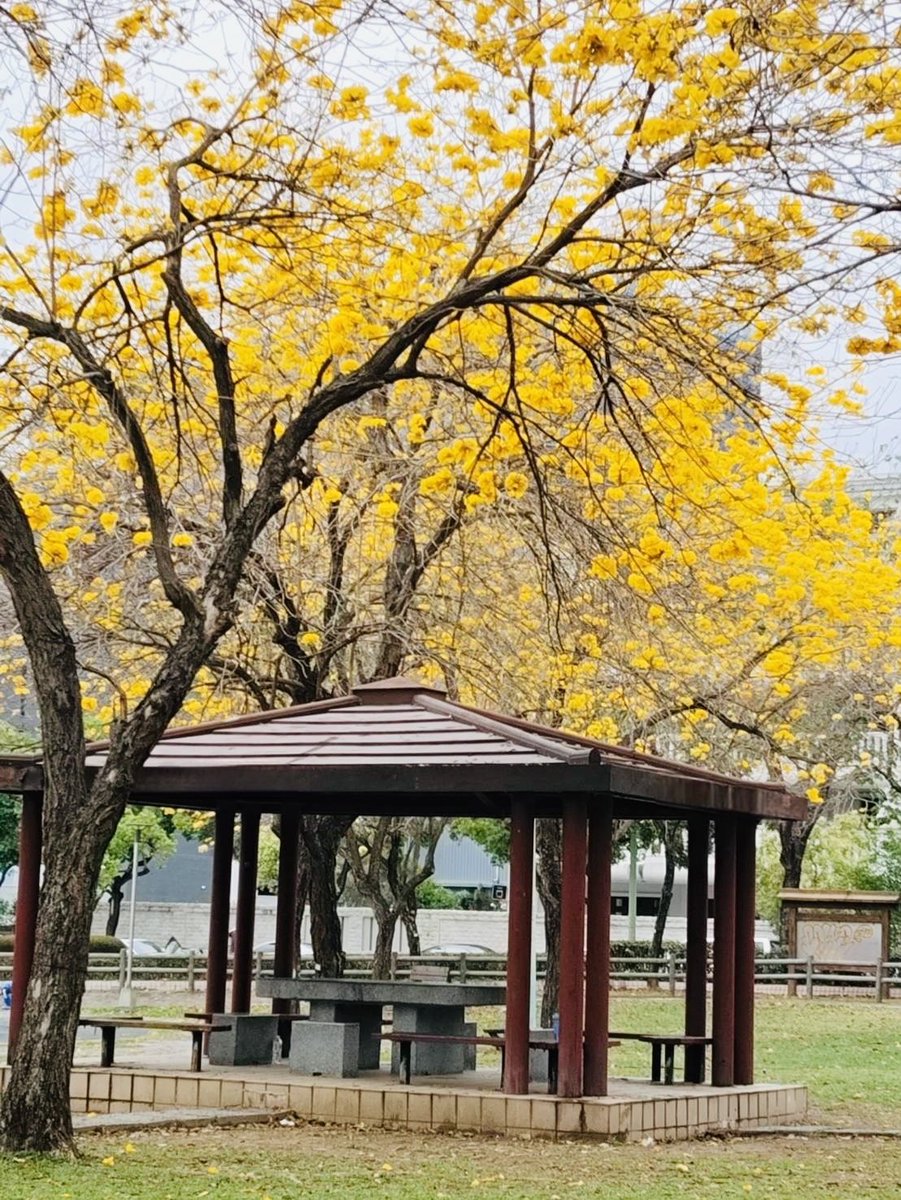 コガネノウゼン 🌼*･