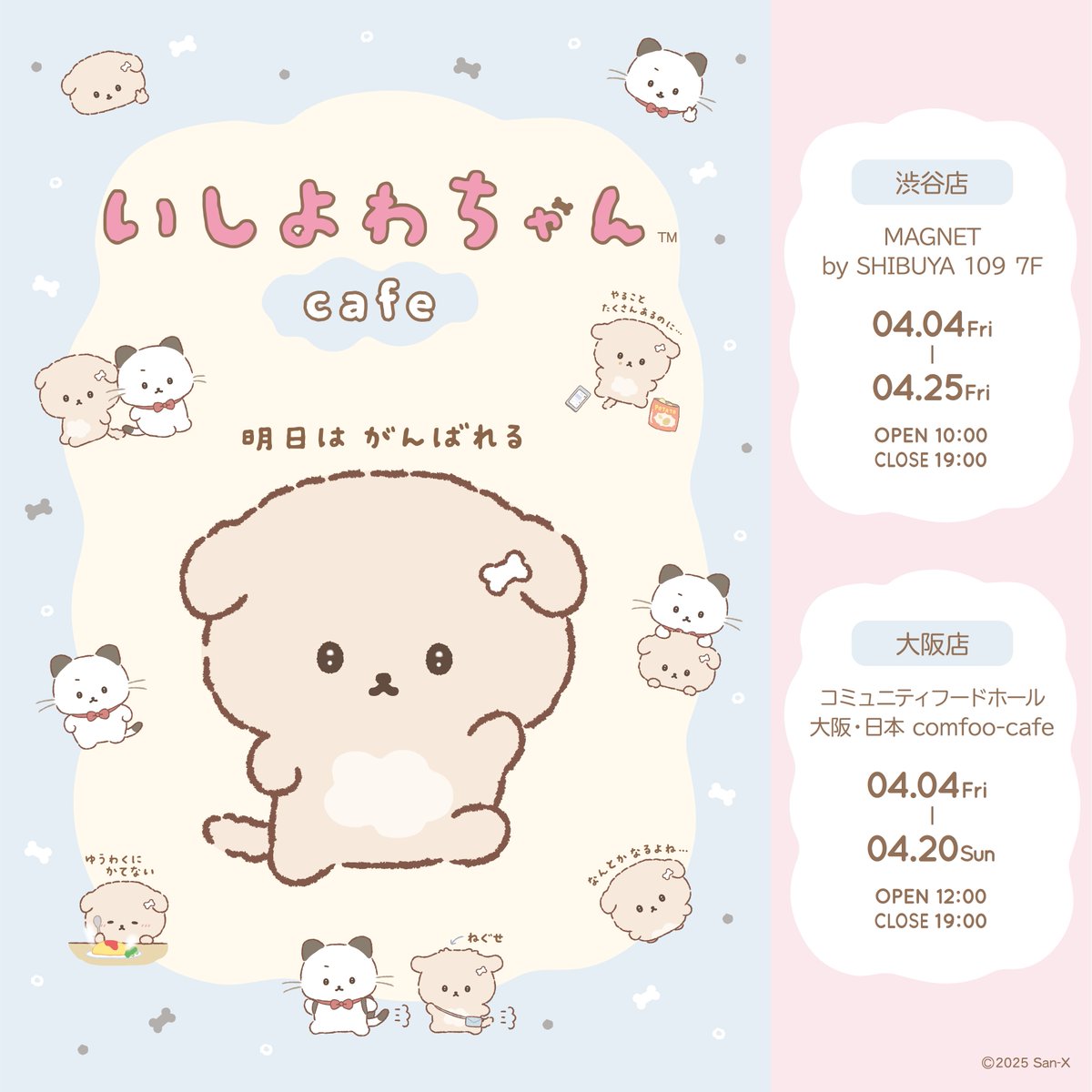 いしよわちゃんカフェ開催速報🎉 この度、いしよわちゃん初のコラボ