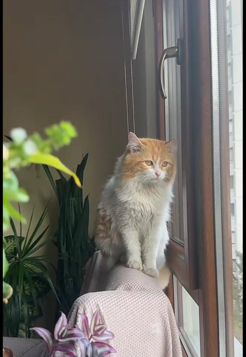 Cuma akşam (14:00 mart saat 20:00) civarı evden çıktım. Evime dönmedim. Ankara Çanlaya ilçesindeyim. Kulağım kesik, beyaz sarı sarmanım,kısırım.