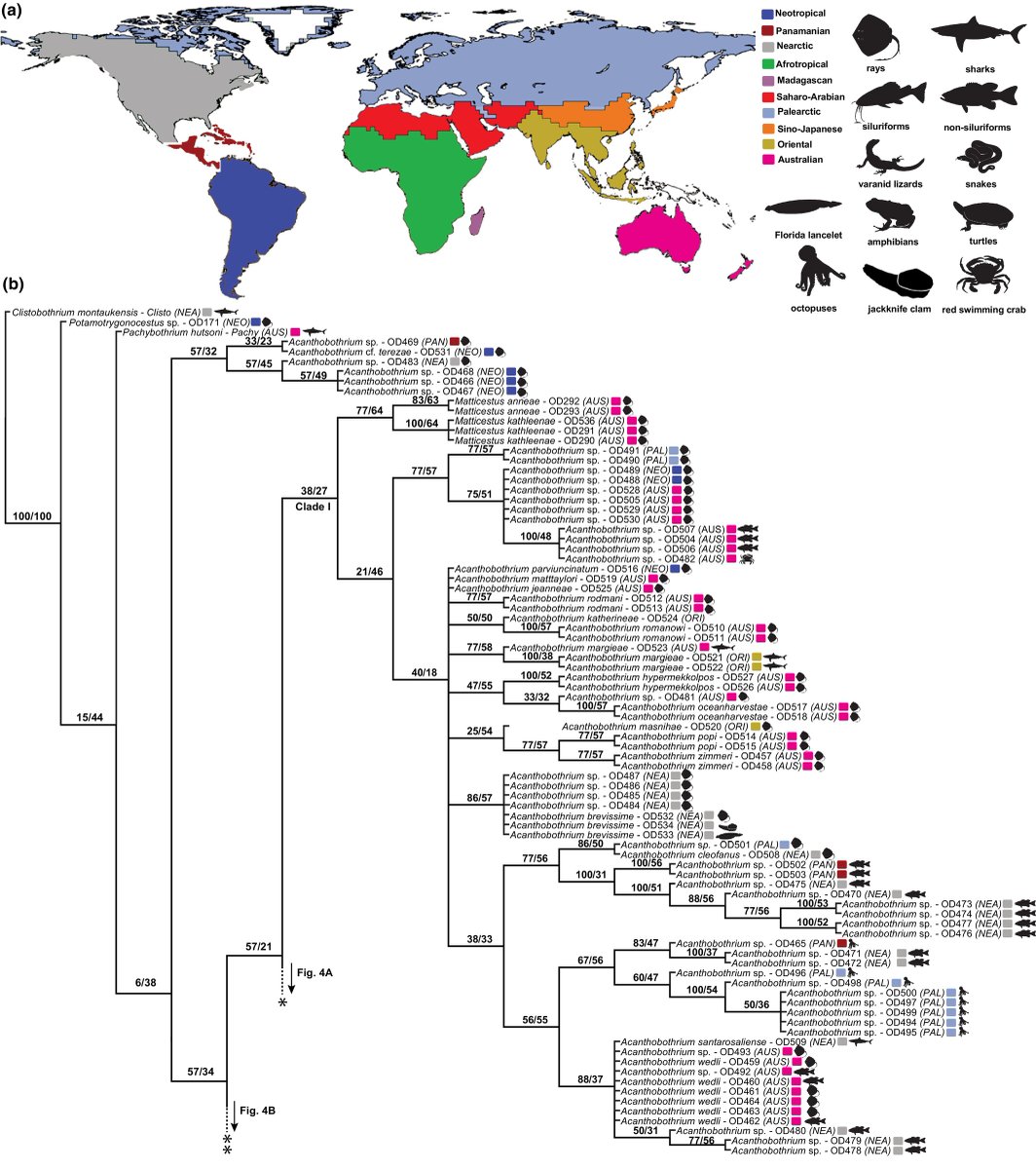 CladisticsAlert's tweet image. ⚠️#NewPaperAlert🚨
#MachineLearning models accurately predict clades of proteocephalidean tapeworms (Onchoproteocephalidea) based on host and biogeographical data
By Vieira Alves et al
doi.org/10.1111/cla.12…

#Phylogenetics #Biogeography #HostParasiteEvolution #Cladistics