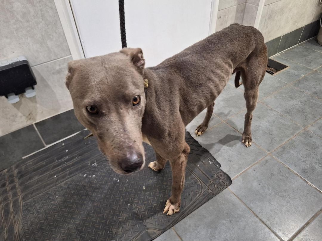 Please retweet to help Orion find a rescue shelter space #ENGLAND #UK  -  Found as a stray-
‼️‼️DUE FOR EUTHANASIA 3PM ON THE 21ST MARCH 2025 - NO EXTENSIONS ‼️‼️
He is a large, blue,  adult and needs his space or will be killed in a council pound.
Orion needs a rescue space. He