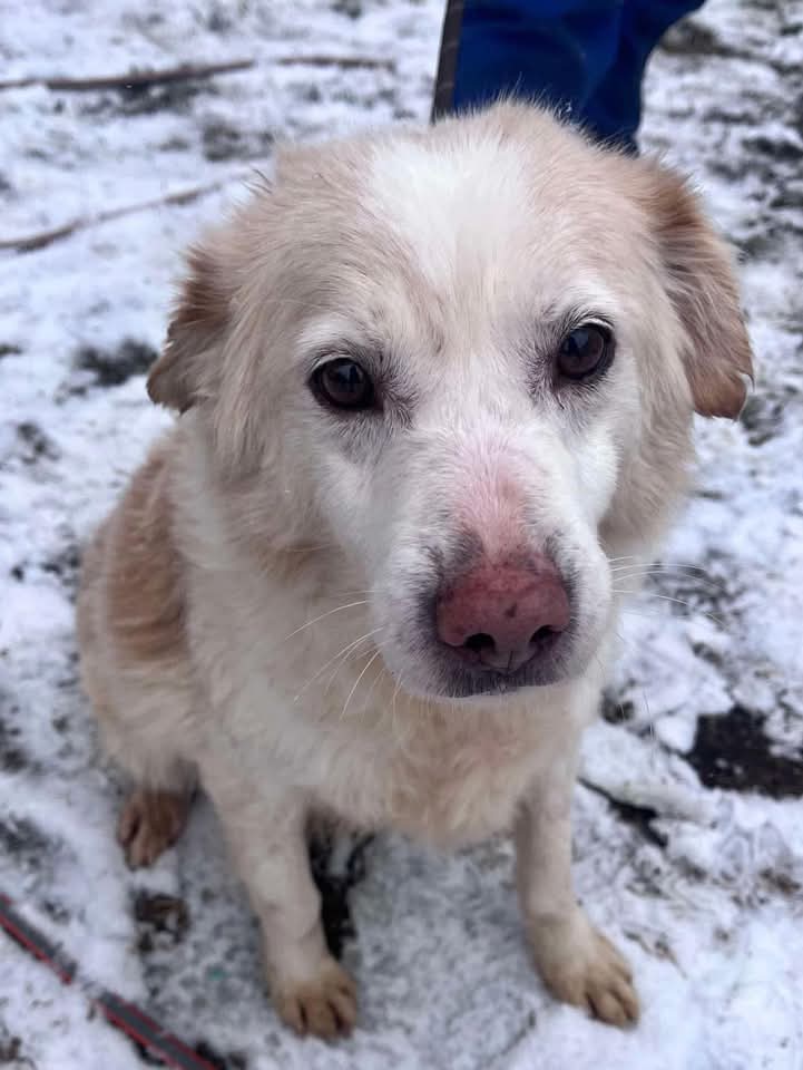 Pawprints2F's tweet image. Mortimer is an oldie.. 10 years plus 

He was saved from Giurgiu public shelter. 

He is up for either adoption by donation or foster, we just need to find him a home and quick 

He just wants love and kindness. 

pawprints2freedom.co.uk/apply/

Mortimer PPTF AR