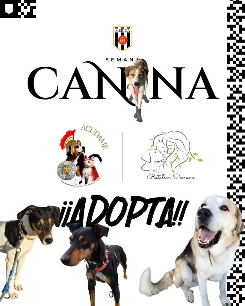 🐶 𝐒𝐄𝐌𝐀𝐍𝐀 𝐂𝐀𝐍𝐈𝐍𝐀 𝐄𝐍 𝐄𝐋 𝐑𝐎𝐌𝐀𝐍𝐎

➡️ Solicitud a la RFEF para salir con los perros en el #MéridaYeclano 
➡️ Recogida de productos y piensos
➡️ Cromos de los perros en redes sociales

📲 Más info: admerida.es/semana-canina-…