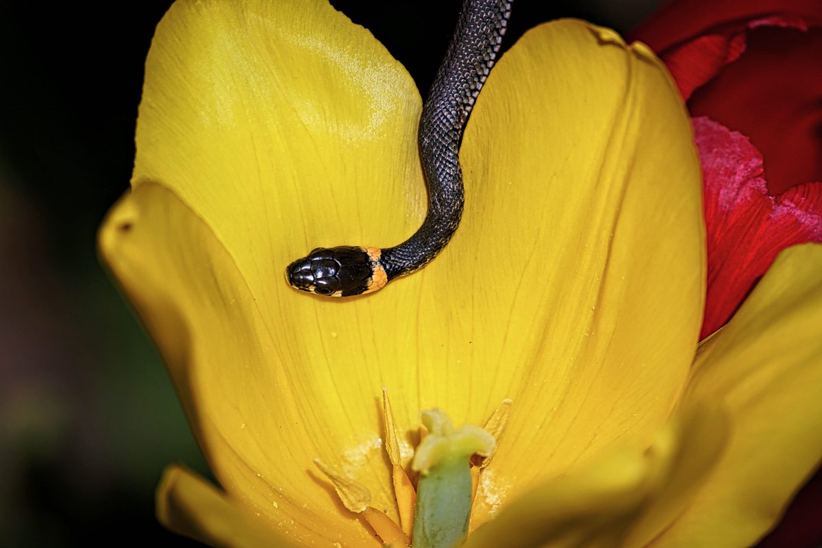 PEKHTography's tweet photo. The grass snake shared the meadow's secrets with the tulip, as if they were old friends
#grassnake #tulip #nature #spring #bloom #yellow #petals #contrast #serenity #harmony #beauty #wildlife https://t.co/5KhP0HBG8m
