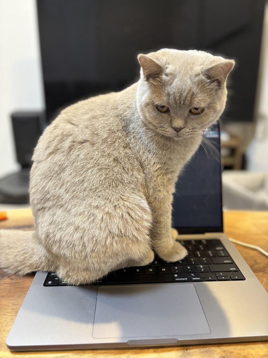 仕事の邪魔をするベネち、なぜか飼い主がメンチきられてます。。

#ブリティッシュショートヘア #ブリショー #britishshorthair #猫 #ねこ #ネコ #cat #cats #猫のいる暮らし #猫好きさんと繋がりたい #にゃんすたぐらむ #ねこすたぐらむ #猫部 #癒し #catstagram #instacat #ライラック