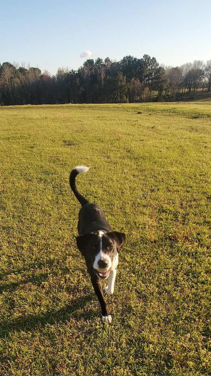 Hi friends! Sorry I haven't updated.... Been a little busy lately. After some x rays and blood work.... And more shots 🤬, doc says I'm good.... Which I already knew. So back to galavanting and general mischief! Thanks for all your thoughts and well wishes!