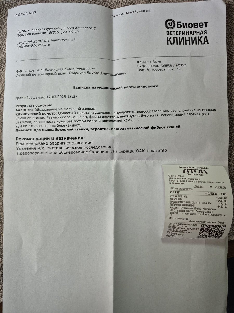 slava_twt's tweet photo. Сейчас она на последнем этапе - восстановление
Операция проведена, лишай лечится, ранка на лапке затянулась.
После восстановления малышка будет готова к укотовлению! 
Мы из Мурманска, но доставка обсуждается! https://t.co/PcKqVb3zHC