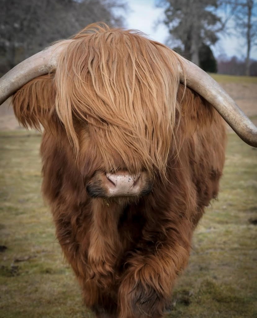 Happy #CoosdayTuesday 🐮✨ Meet one of the North Coast 500's most iconic residents - the Highland cow! Have you spotted any coos on your #NC500 adventure? 🏞️ 

📸ow.ly/4YP750VjPLn