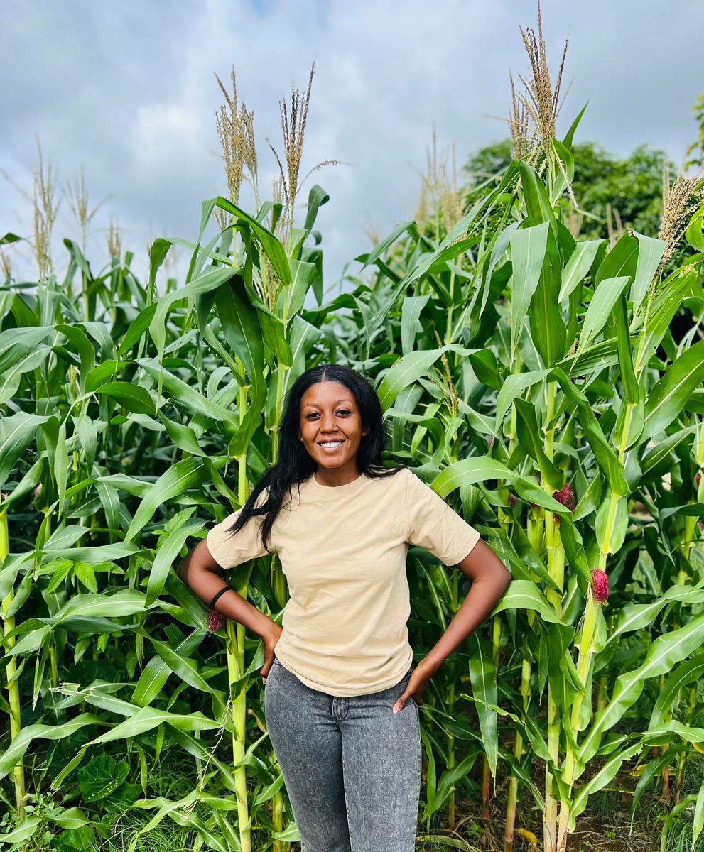 TheYoungFarmer's tweet image. Money Grown in Rows 😍🇿🇲