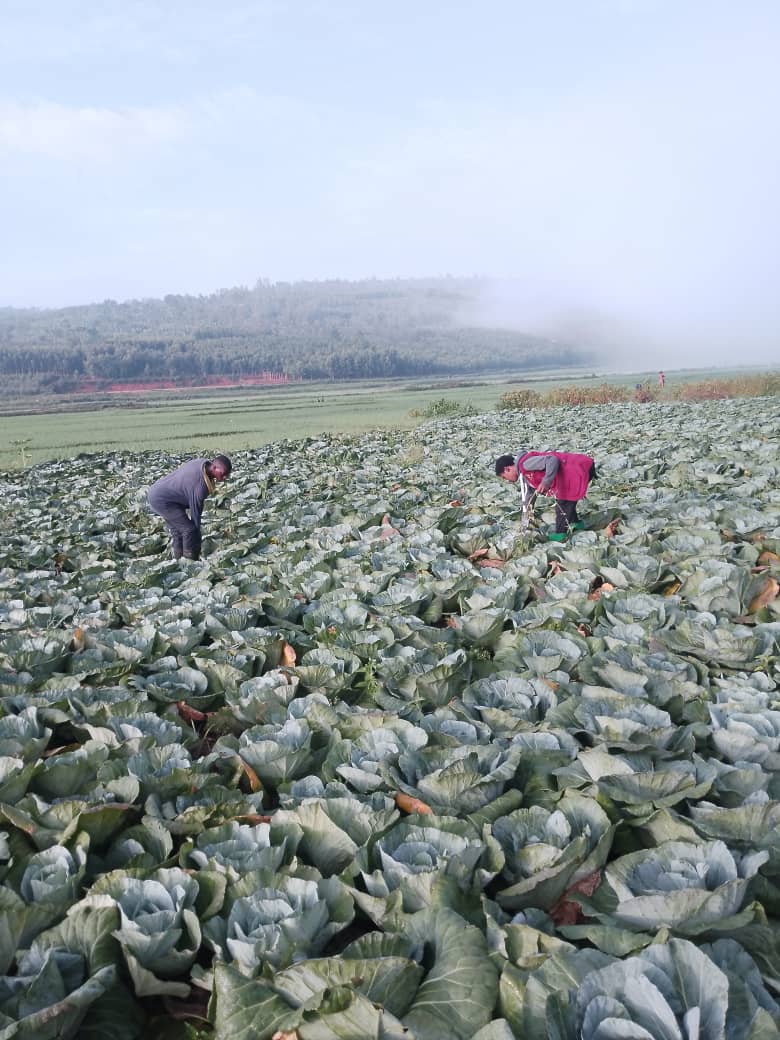 MWISENEZAF59205's tweet image. 🌻Involving young people in Farming is very crucial for the  sectors growth and Sustainability. Young people need exposure, motivation, training and opportunities for them to realise their purpose and potential.

Wake up young People and let&apos;s Kiss the Soil.
 #FarmingForFuture🌱