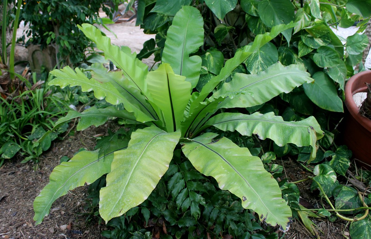 HuertodelCura's tweet image. Helecho #Asplenium, también conocido como #helecho Nido de Ave, es originario de Japón, Australia e India. En estado natural vive en las selvas de tipo tropical muy lluviosas. Un dato curioso es que en su hábitat crece adherido a los troncos de los árboles.
#huertodelcura #elche