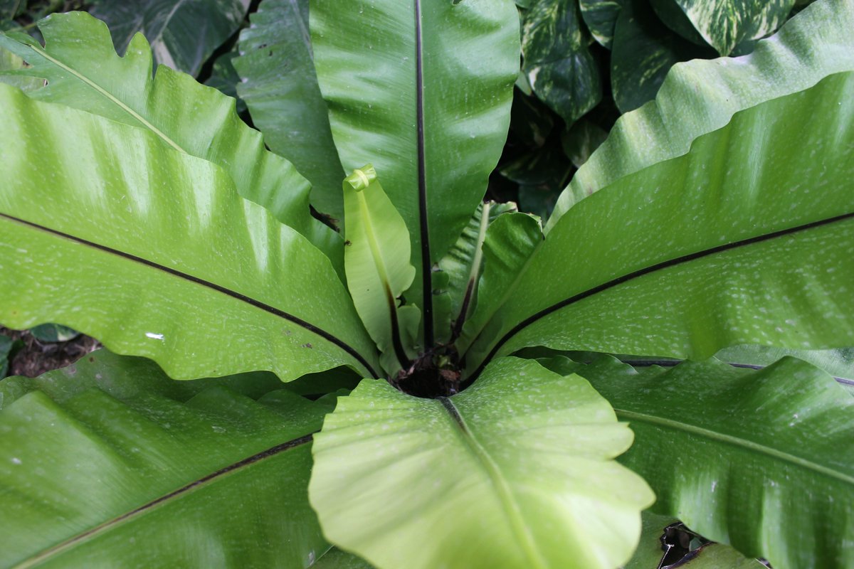 HuertodelCura's tweet image. Helecho #Asplenium, también conocido como #helecho Nido de Ave, es originario de Japón, Australia e India. En estado natural vive en las selvas de tipo tropical muy lluviosas. Un dato curioso es que en su hábitat crece adherido a los troncos de los árboles.
#huertodelcura #elche