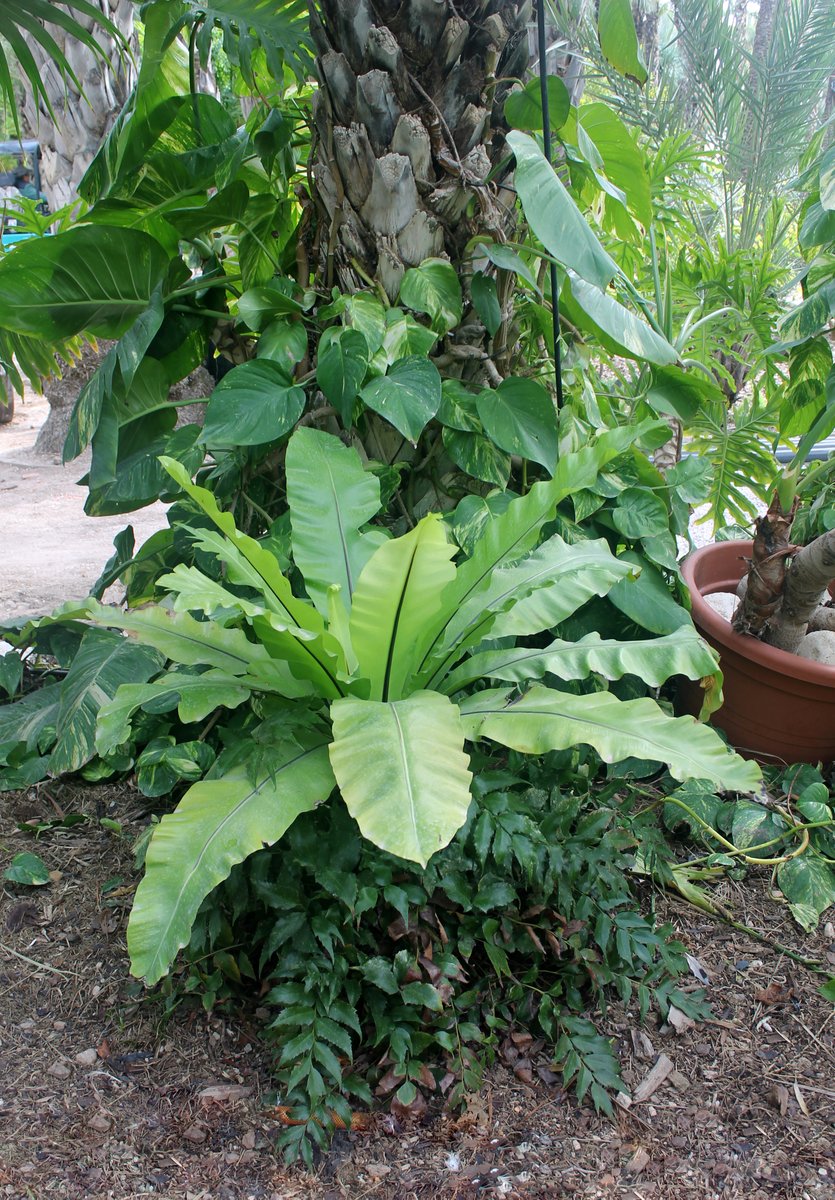 HuertodelCura's tweet image. Helecho #Asplenium, también conocido como #helecho Nido de Ave, es originario de Japón, Australia e India. En estado natural vive en las selvas de tipo tropical muy lluviosas. Un dato curioso es que en su hábitat crece adherido a los troncos de los árboles.
#huertodelcura #elche