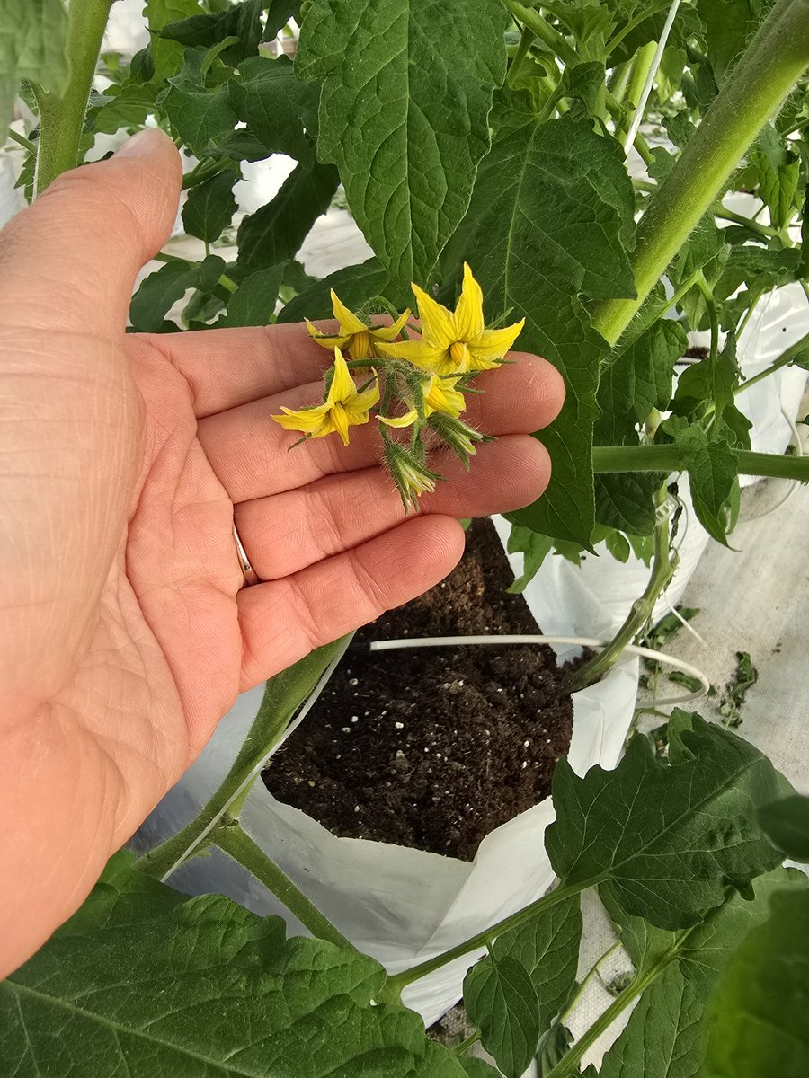 The tomatoes in the greenhouse are covered in blooms! We should be picking by mother's day! I can not Wait for fresh home grown tomatoes again 🍅