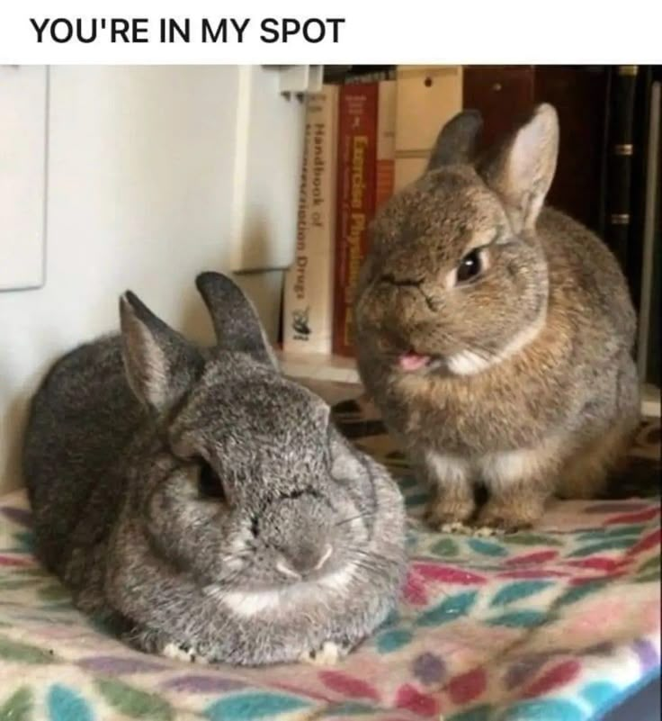 assadore tweet media