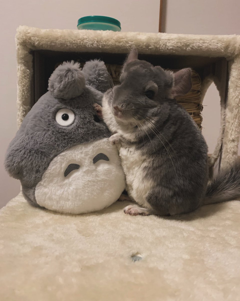 おはぎとゆかいななかまたち (@chila_bb_sy55) on Twitter photo トトロのこと仲間だと思ってる
#チンチラ トトロのこと仲間だと思ってる
#チンチラ