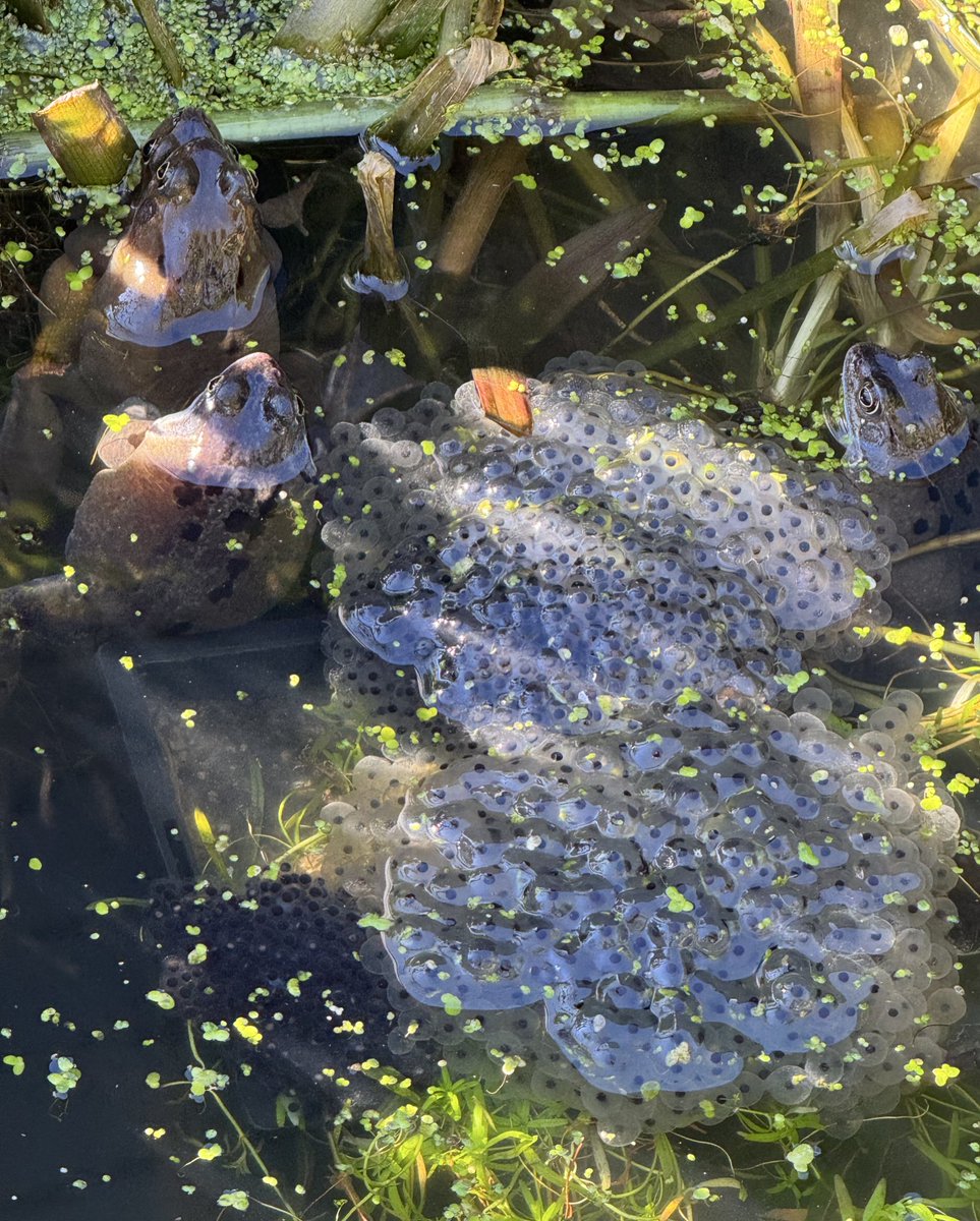 urbanponds101's tweet photo. Itβs official! WE HAVE SPAWN! Let the croaking begin ππΈ #pondwatch #spawnwatch @PondDip #spawnmap https://t.co/HUpSGQYPqB