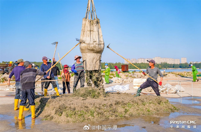 pingtanchina's tweet image. Bumper harvest at Pingtan's Ocean Aquaculture. Check it out! #clams